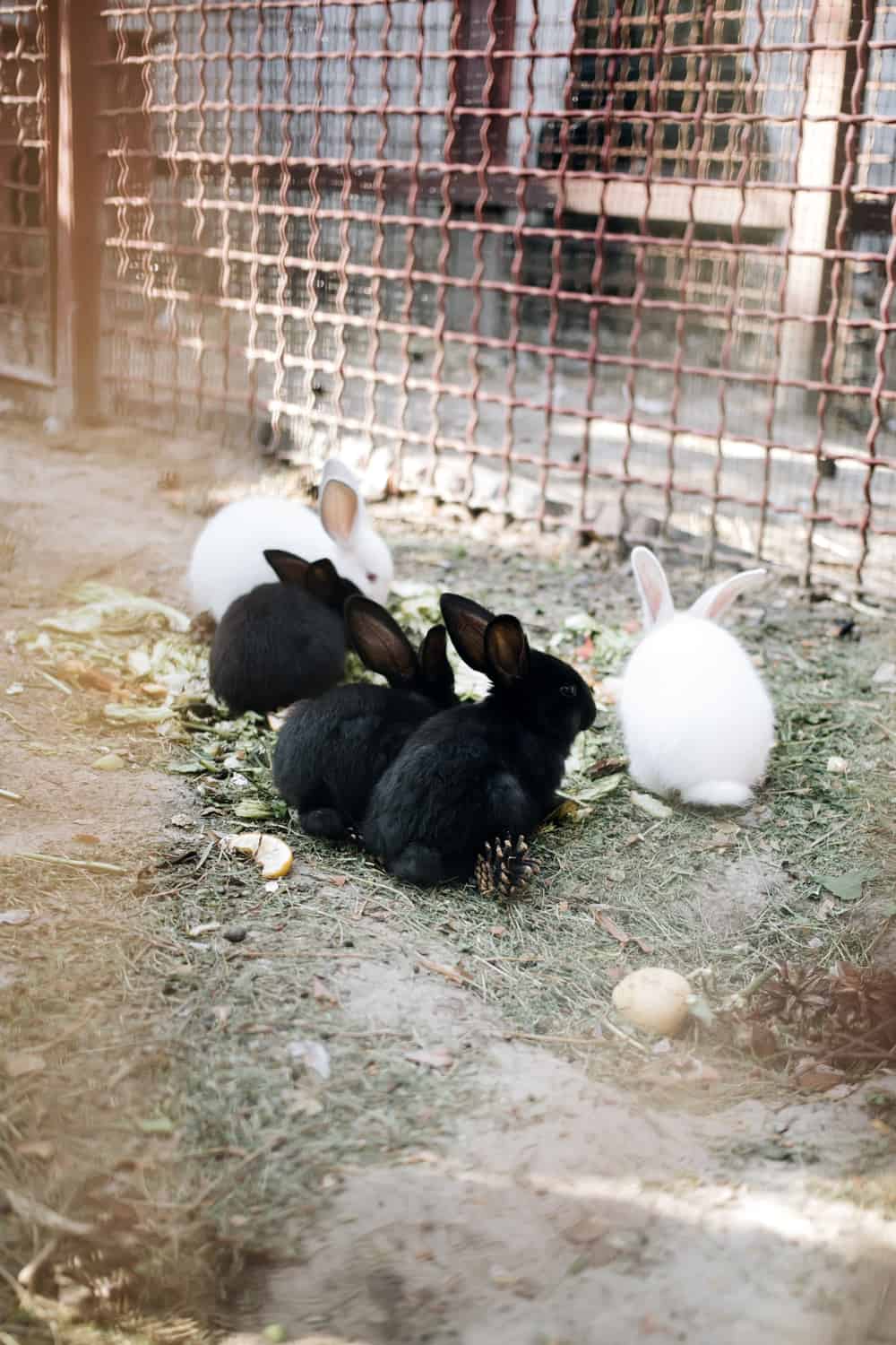 Cabbage Risks for Rabbits
