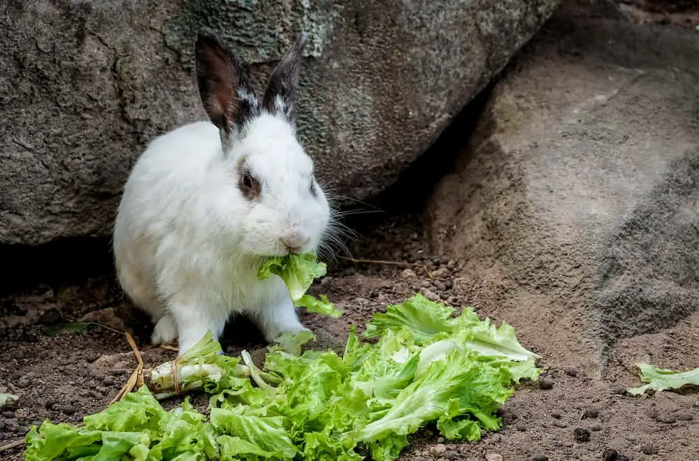 Cabbage parts appropriate for rabbits