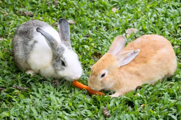 Can Bunnies Eat Carrot Tops? Is It Safe? (Benefits & Risks)