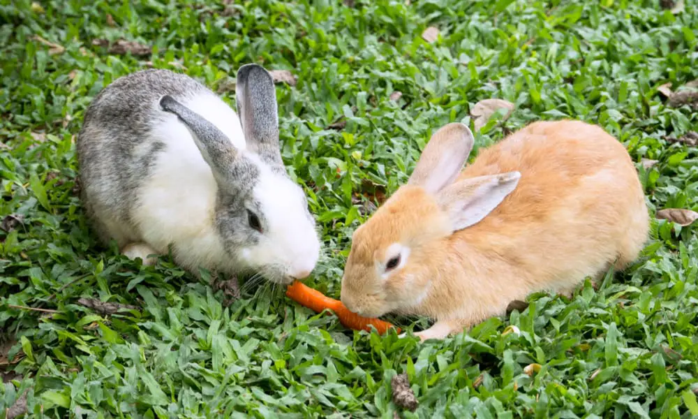 Can Bunnies Eat Carrot Tops Is It Safe (Benefits & Risks)