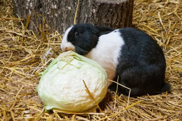 Can Rabbits Eat Cabbage? Is It Safe? (Benefits & Risks)