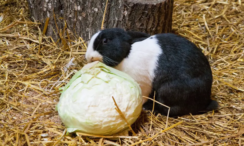 Can Rabbits Eat Cabbage Is It Safe (Benefits & Risks)