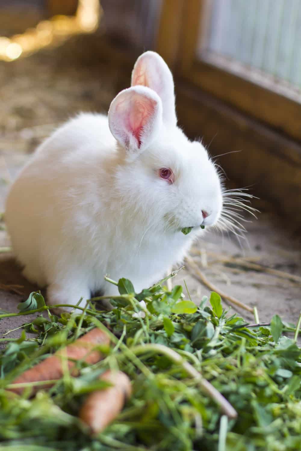 Carrot Tops Risks for Rabbits