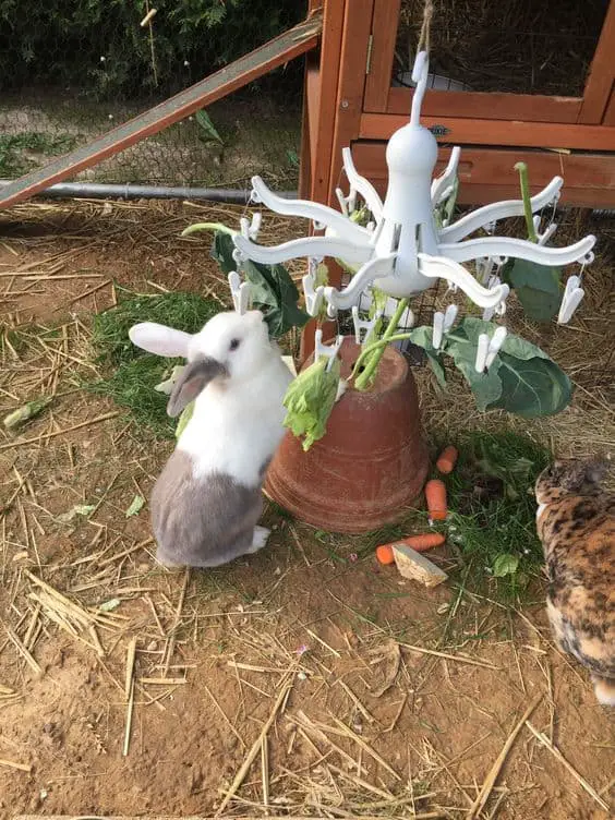 DIY Rabbit Feeder with Clothes Pegs – Lara Robert