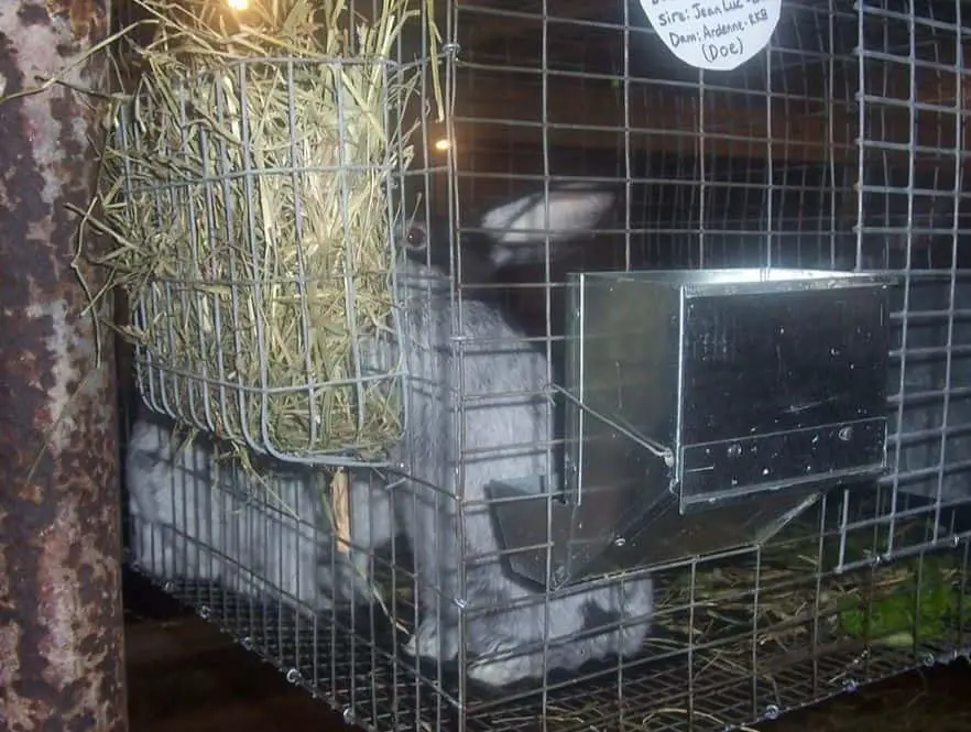 DIY Wire Hay Racks – BHA Rabbitry