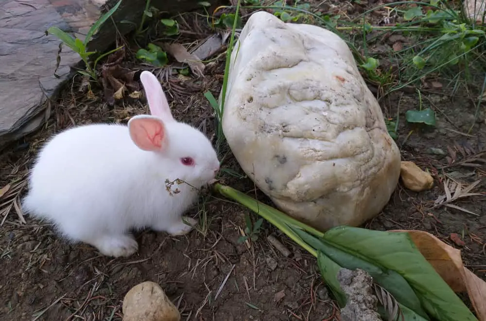 Florida White rabbit