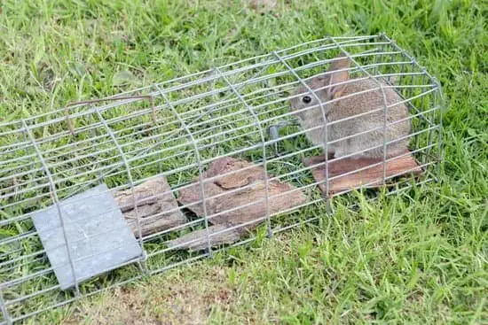 Four Simple Steps to Build A Rabbit Trap – Em Off Grid