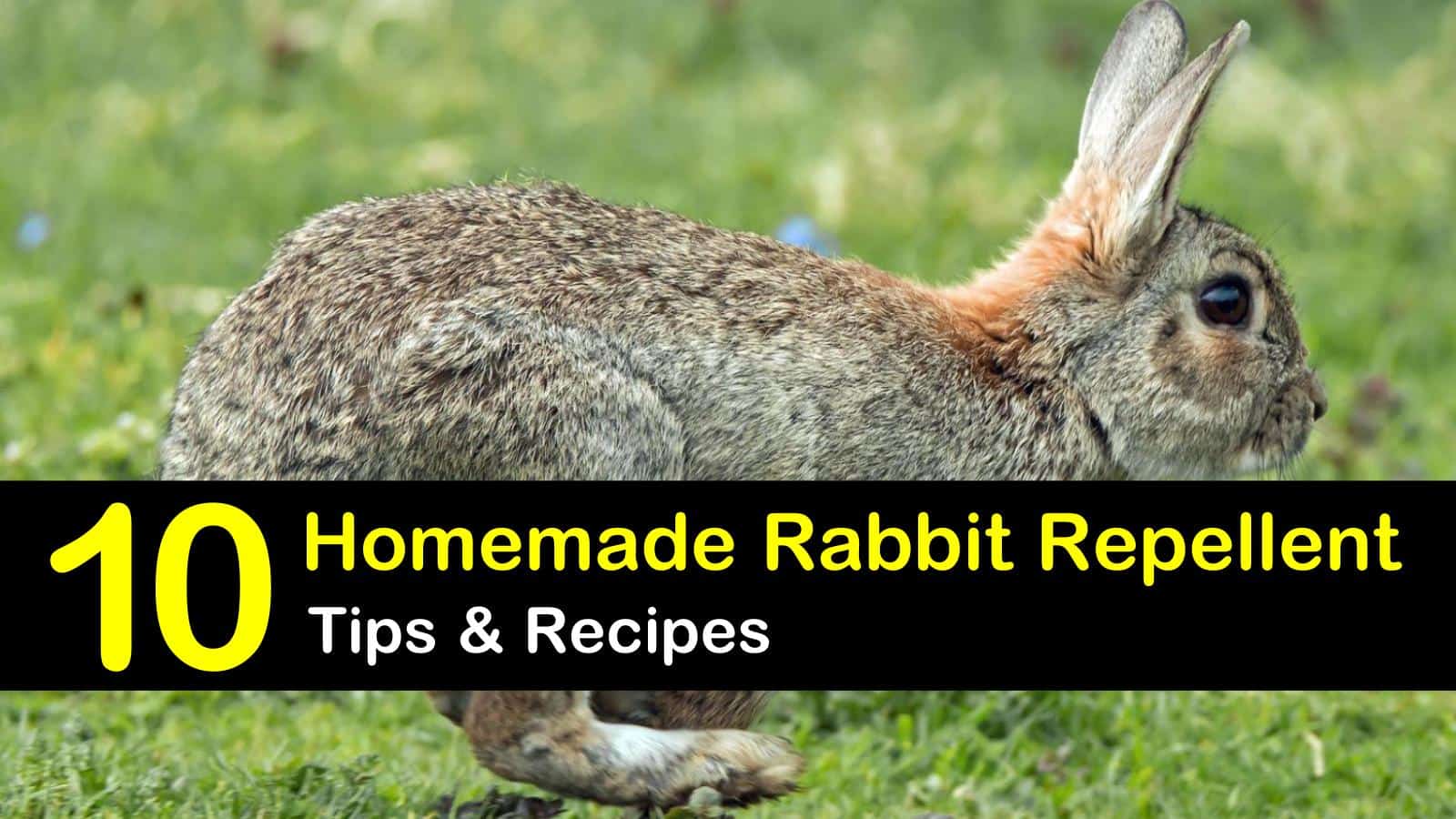 Homemade Rabbit Repellent – Tips Bulletin