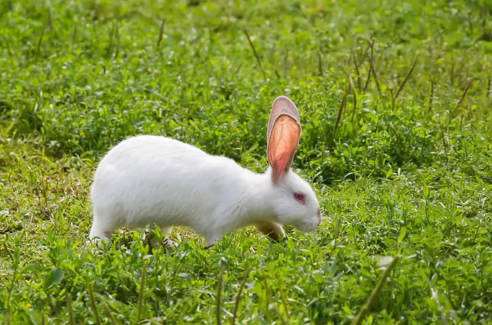 Homemade Rabbit Repellents That are Stunningly Effective