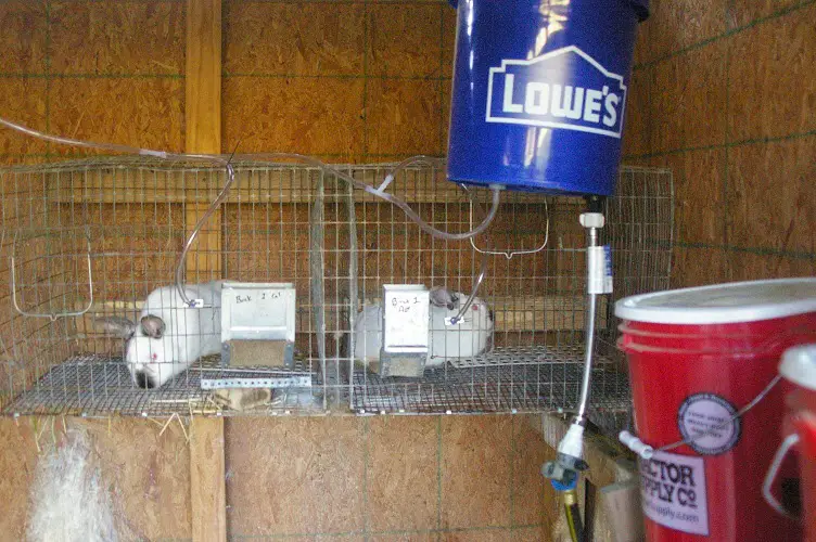 How To Build an Automatic Rabbit Waterer – Blue Goat Homestead
