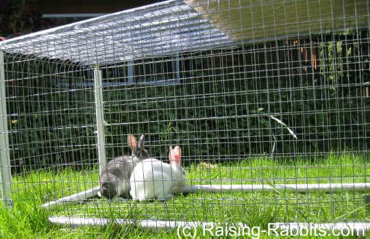 How to Build a DIY Rabbit Run – Raising Rabbits