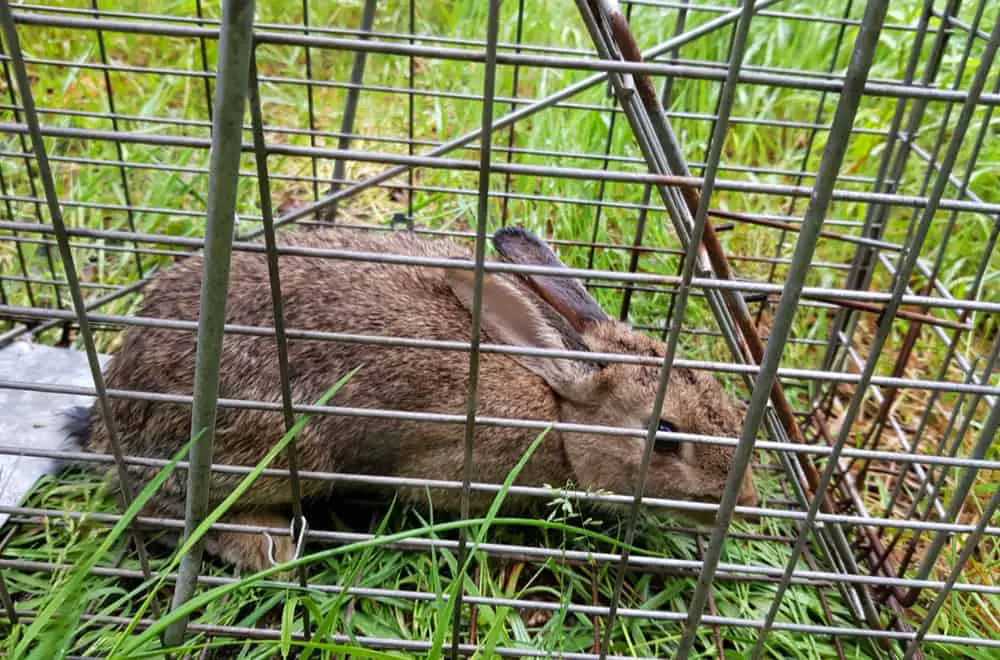 How to Make It: DIY Rabbit Trap is Easy to Build