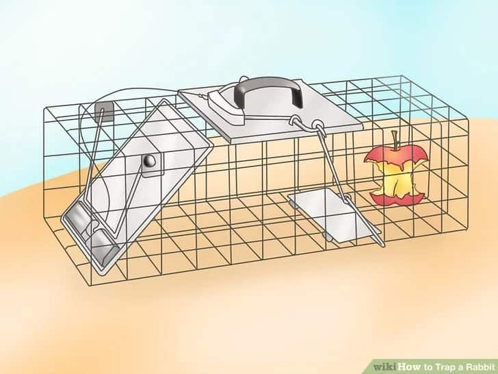 How to Trap a Rabbit - WikiHow