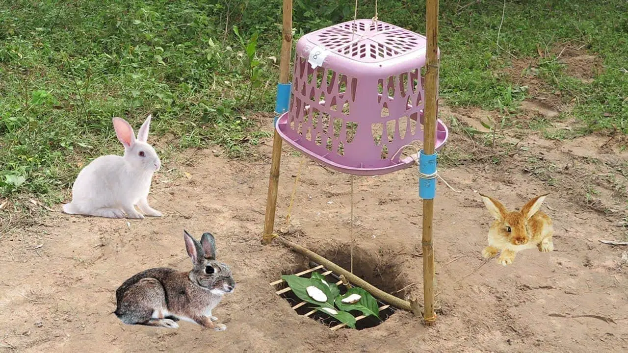 How To Make A Live Trap 19 Easy DIY Rabbit Trap Plans