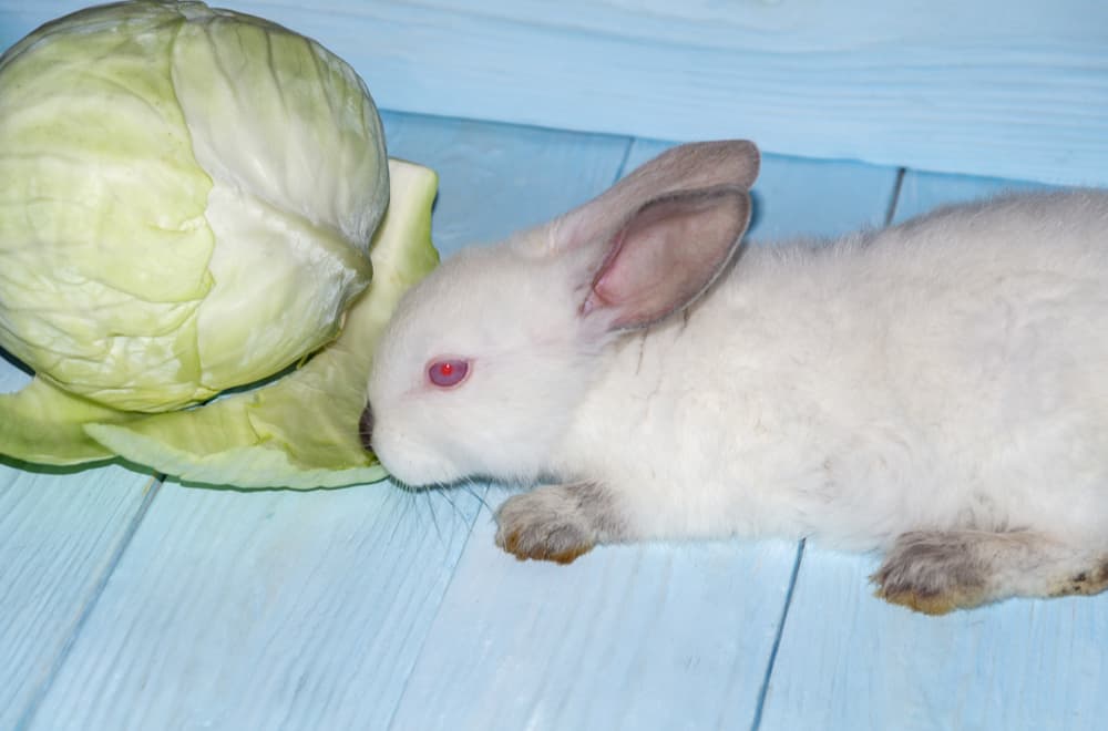 Is Cabbage Safe for Rabbits