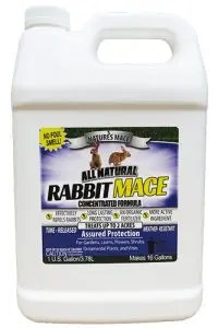Make a Homemade Rabbit Repellent – Nature’s Mace