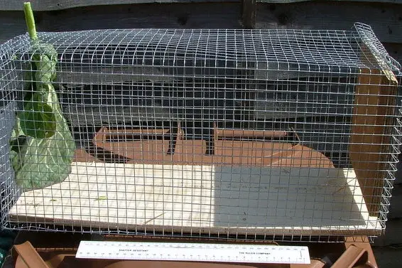 Making a Really Simple Rabbit Trap – Instructables