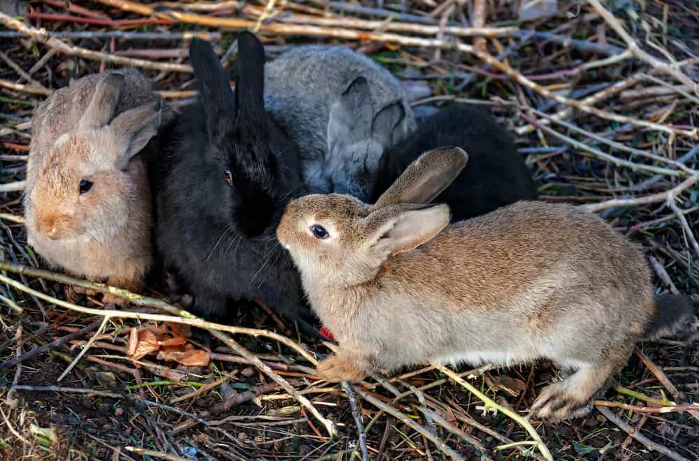 Most Cute Rabbit Breeds In the World