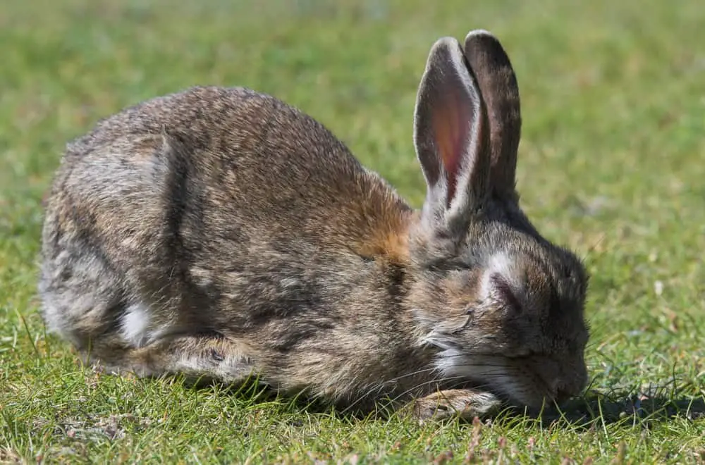 Mycotic Rabbit diseases