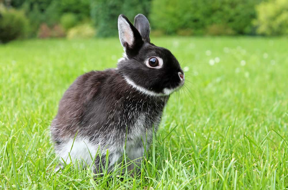 Netherland Dwarf rabbit