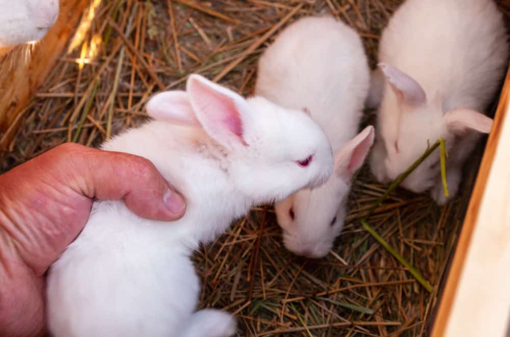 Non-infectious Rabbit diseases