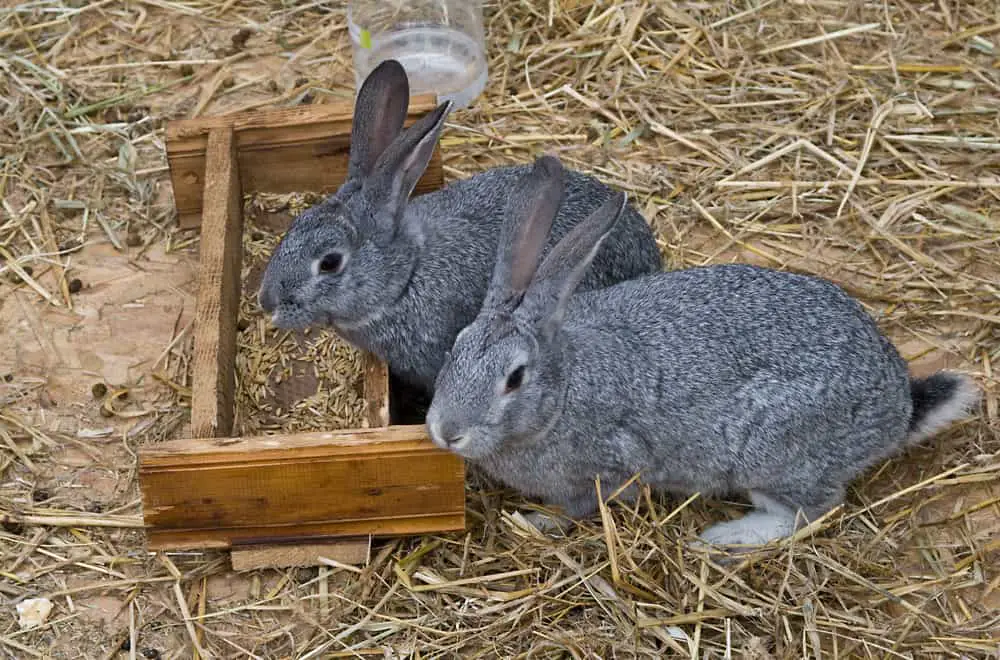 Reasons for Rabbits to Bite Off Other Rabbits' Tails