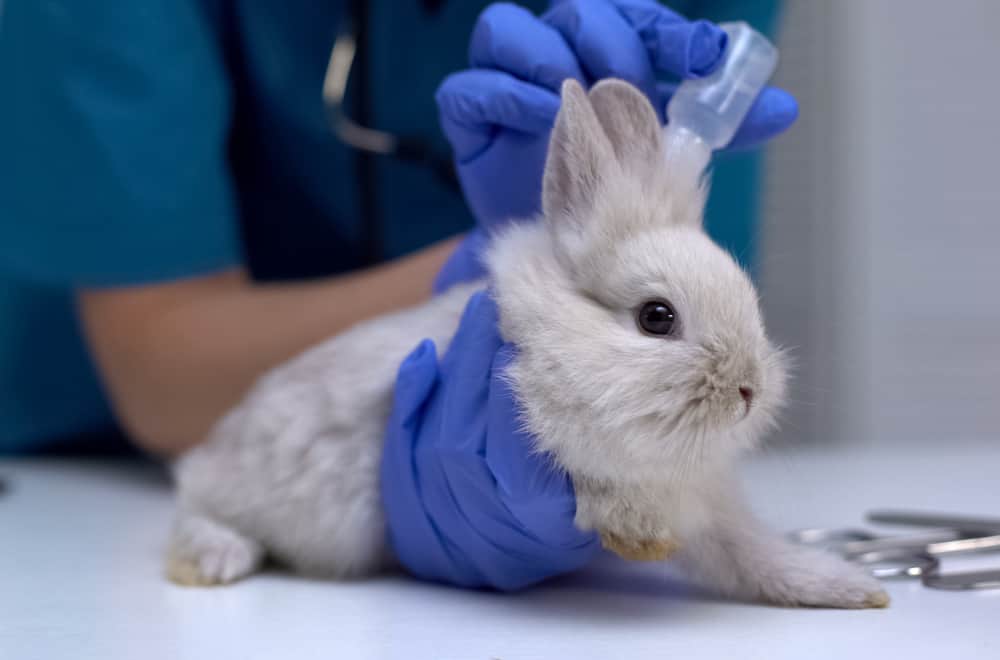 Viral Rabbit diseases