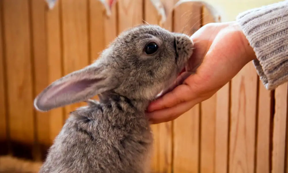 What Does It Mean When a Bunny Licks You? (10 Reasons)