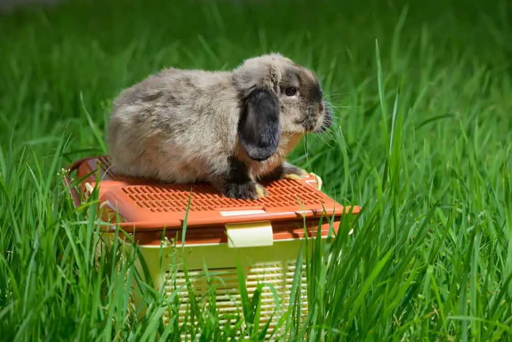 10 Bits of Travel Advice for Rabbit Owners
